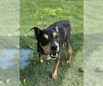 Small English Bullweiler