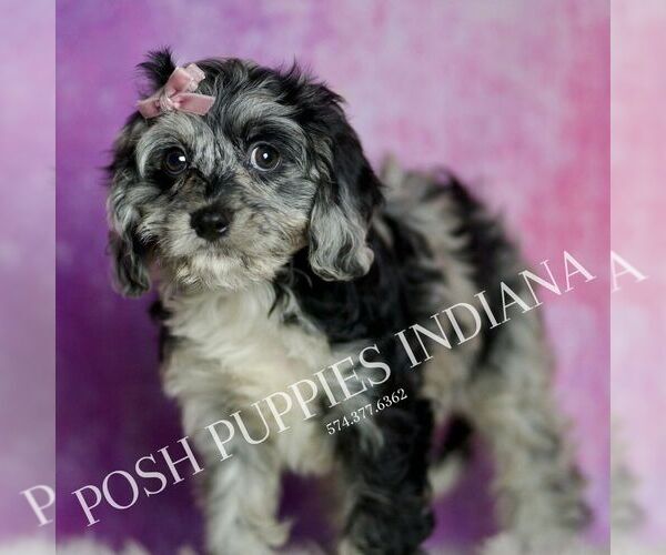 Medium Photo #26 Cavapoo (Miniature) Puppy For Sale in WARSAW, IN, USA