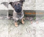 Small Photo #5 German Shepherd Dog Puppy For Sale in LAUREL, IN, USA