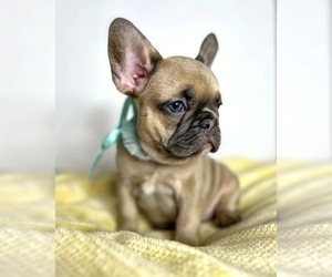 French Bulldog Puppy for sale in OJAI, CA, USA