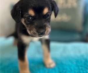 Medium Cane Corso-Siberian Husky Mix