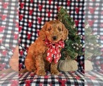 Small #4 Goldendoodle (Miniature)