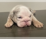 Small Photo #17 English Bulldog Puppy For Sale in PORT SAINT LUCIE, FL, USA