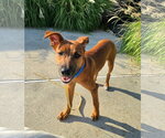Small Photo #3 Labrador Retriever-Unknown Mix Puppy For Sale in Virginia Beach, VA, USA