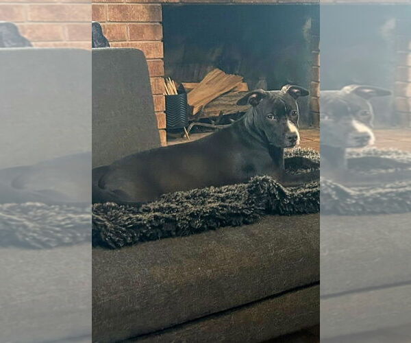 Medium Photo #28 American Pit Bull Terrier-Labrador Retriever Mix Puppy For Sale in OKLAHOMA CITY, OK, USA