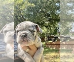 Small Photo #6 French Bulldog Puppy For Sale in AMARILLO, TX, USA
