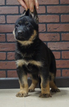 Medium Photo #3 German Shepherd Dog Puppy For Sale in NAPPANEE, IN, USA