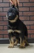 Small Photo #3 German Shepherd Dog Puppy For Sale in NAPPANEE, IN, USA