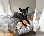 Small #1 Chihuahua Mix