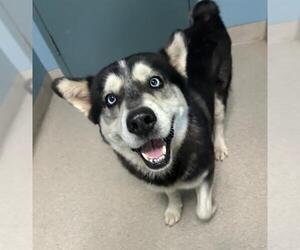 Siberian Husky Dogs for adoption in Newton, NC, USA
