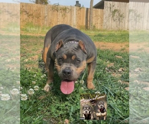 Mother of the American Bully puppies born on 06/28/2022