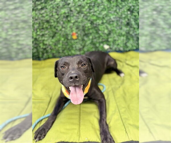 Medium Photo #3 Staffordshire Bull Terrier-Unknown Mix Puppy For Sale in Corpus Christi, TX, USA