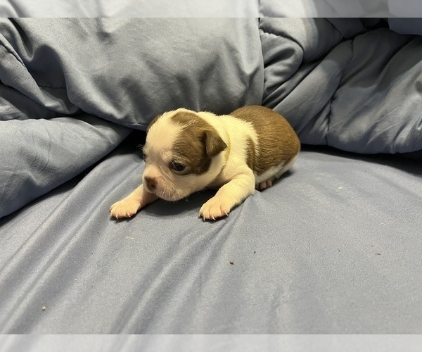 Medium Photo #1 Boston Terrier Puppy For Sale in CLEVELAND, TX, USA