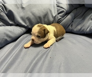 Boston Terrier Puppy for sale in CLEVELAND, TX, USA