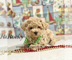 Maltipoo (Miniature) Puppy for sale in WINNSBORO, LA, USA