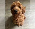 Small Photo #1 Goldendoodle (Miniature) Puppy For Sale in JENKS, OK, USA