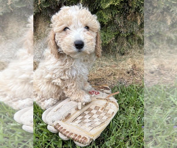 Medium Photo #2 Bichpoo Puppy For Sale in MIDDLEBURY, IN, USA