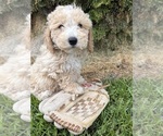 Small #1 Bichpoo