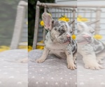 Small Photo #22 French Bulldog Puppy For Sale in GOSHEN, IN, USA