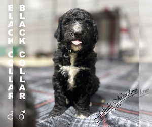 Medium Poodle (Standard)