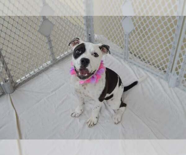Medium Photo #1 American Pit Bull Terrier-Unknown Mix Puppy For Sale in McKinney, TX, USA