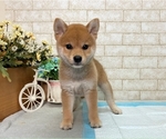 Small Photo #1 Shiba Inu Puppy For Sale in MANHATTAN, NY, USA