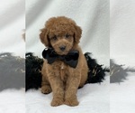 Small Photo #7 Goldendoodle (Miniature) Puppy For Sale in BULLARD, TX, USA