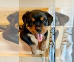 Small Photo #15 Rottweiler Puppy For Sale in TULSA, OK, USA