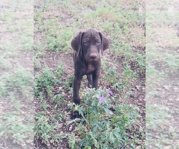 Medium Photo #37 German Shorthaired Pointer Puppy For Sale in DENVER, CO, USA