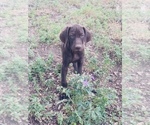 Small #36 German Shorthaired Pointer