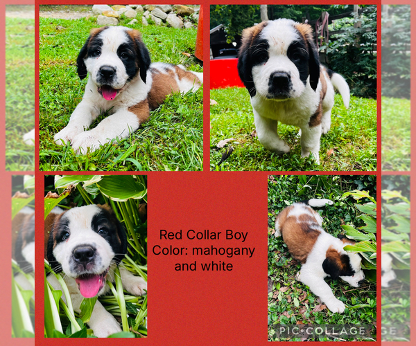 Medium Photo #1 Saint Bernard Puppy For Sale in HAGERSTOWN, MD, USA