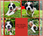 Small Saint Bernard