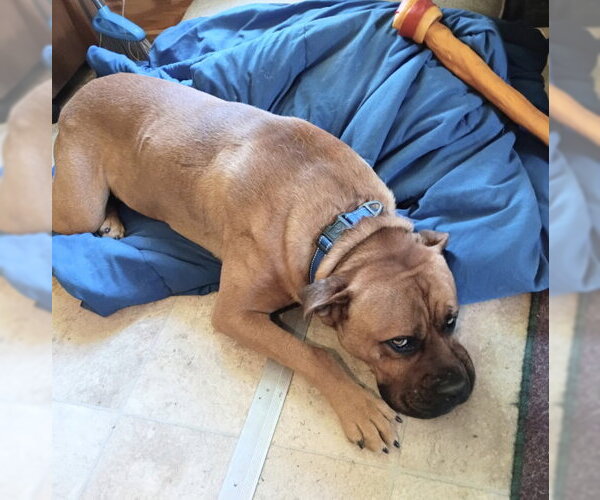 Medium Photo #9 Boxer-Mastiff Mix Puppy For Sale in Mountain View, AR, USA