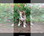Small #11 Bernese Mountain Dog-Caucasian Shepherd Dog Mix
