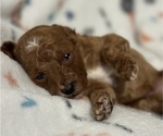 Puppy Padme Goldendoodle (Miniature)