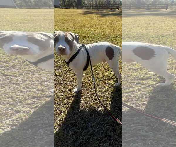 Medium Photo #3 Bulldog-Unknown Mix Puppy For Sale in Tarrytown, GA, USA