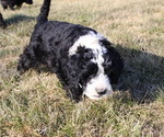 Small Photo #3 Bernese Mountain Dog-Portuguese Water Dog Mix Puppy For Sale in COATESVILLE, PA, USA