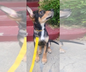 Doberman Pinscher-Siberian Husky Mix Puppy for sale in LOS ANGELES, CA, USA