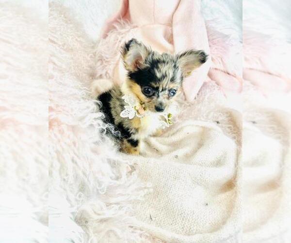 Medium Photo #13 Chihuahua Puppy For Sale in LONG BEACH, CA, USA