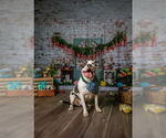 Small #1 Staffordshire Bull Terrier