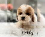 Small #9 Cavapoo (Miniature)