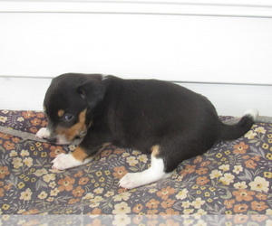 Medium Rat Terrier