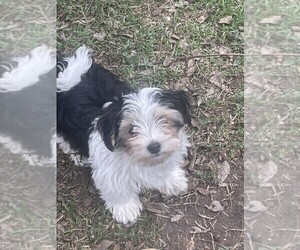 Maltipom Puppy for sale in AUSTIN, TX, USA