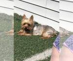 Small Photo #1 Yorkshire Terrier Puppy For Sale in DELEVAN, NY, USA