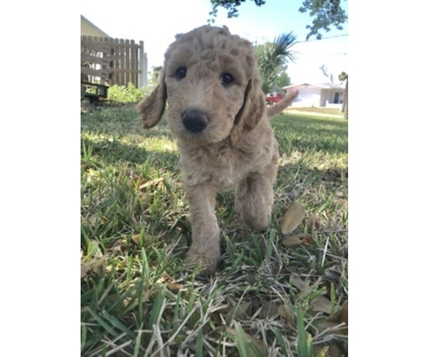 Medium Photo #3 Goldendoodle Puppy For Sale in MERRITT IS, FL, USA