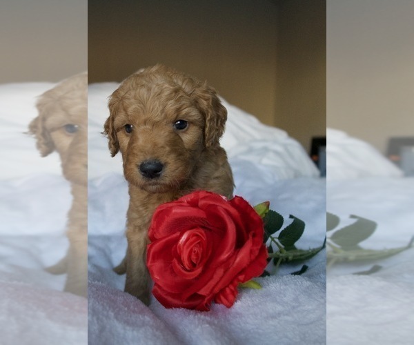 Medium Photo #1 Goldendoodle (Miniature) Puppy For Sale in ROYSE CITY, TX, USA
