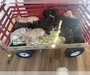 Labrador Retriever Litter for sale in BIRDSBORO, PA, USA