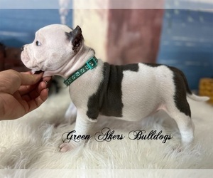 Medium American Bully