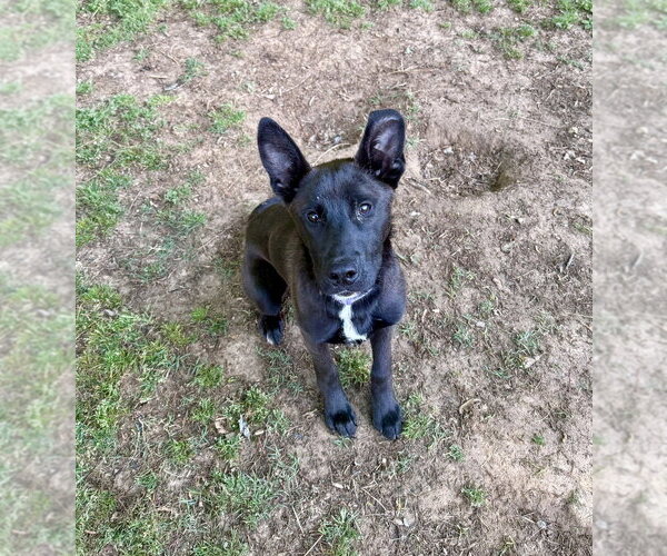 Medium Photo #1 Australian Kelpie-Unknown Mix Puppy For Sale in Boston, MA, USA