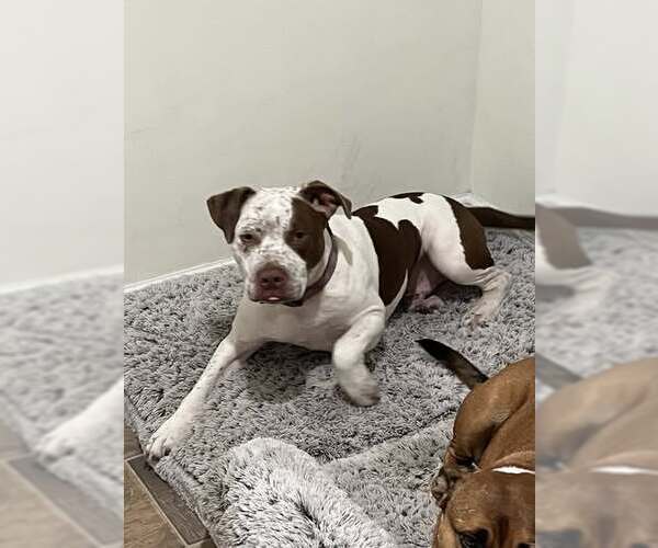 Medium Photo #2 Mutt Puppy For Sale in Jackson Township, NJ, USA